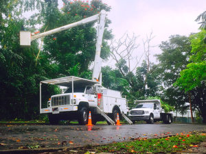 Poda Y Corte De Arboles Puerto Rico Landtek Contractors